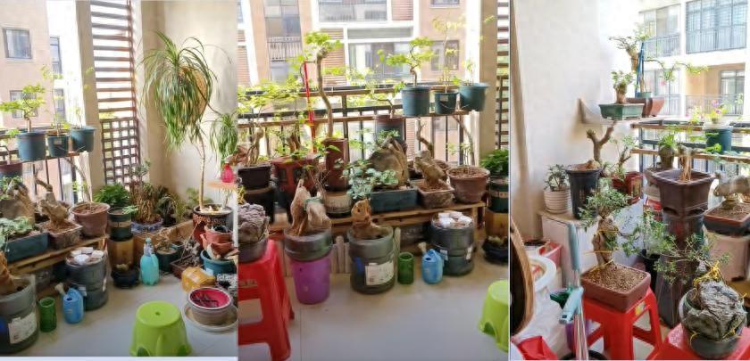 Vợ ch&ecirc; c&acirc;y chồng trồng vừa trơ vừa xấu, d&acirc;n mạng nh&igrave;n ảnh lại n&oacute;i: Đ&acirc;y l&agrave; người chơi c&acirc;y c&oacute; đẳng cấp - Ảnh 1.