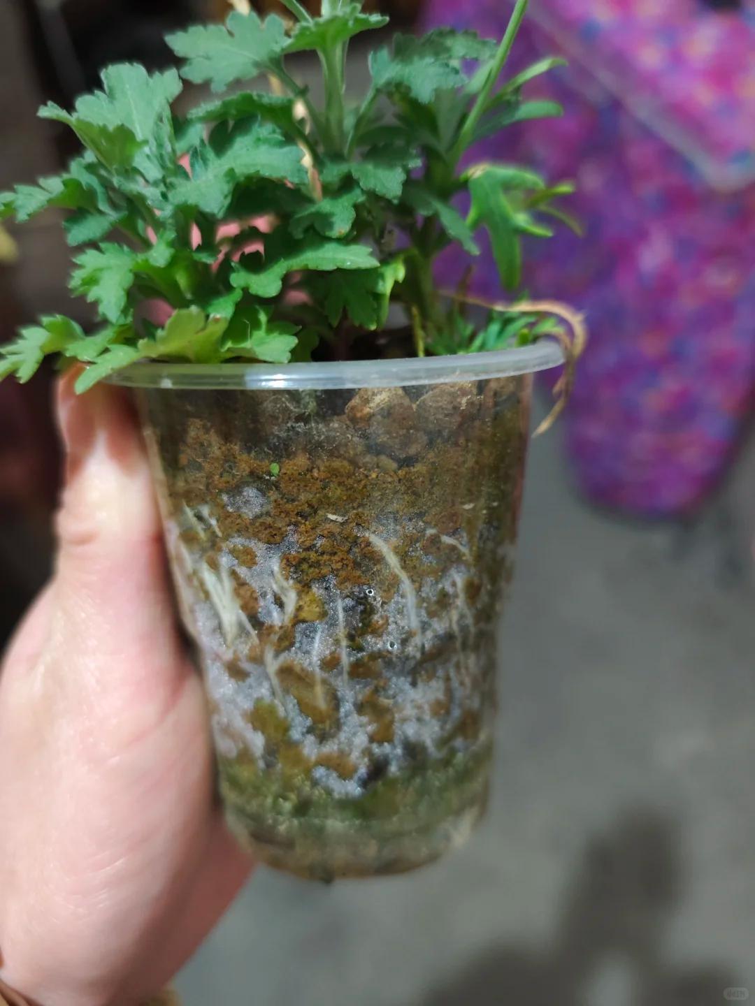 Vợ ch&ecirc; c&acirc;y chồng trồng vừa trơ vừa xấu, d&acirc;n mạng nh&igrave;n ảnh lại n&oacute;i: Đ&acirc;y l&agrave; người chơi c&acirc;y c&oacute; đẳng cấp - Ảnh 6.