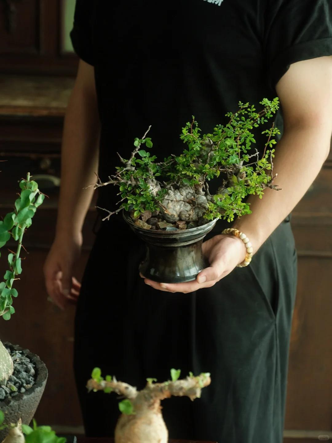 Vợ ch&ecirc; c&acirc;y chồng trồng vừa trơ vừa xấu, d&acirc;n mạng nh&igrave;n ảnh lại n&oacute;i: Đ&acirc;y l&agrave; người chơi c&acirc;y c&oacute; đẳng cấp - Ảnh 4.