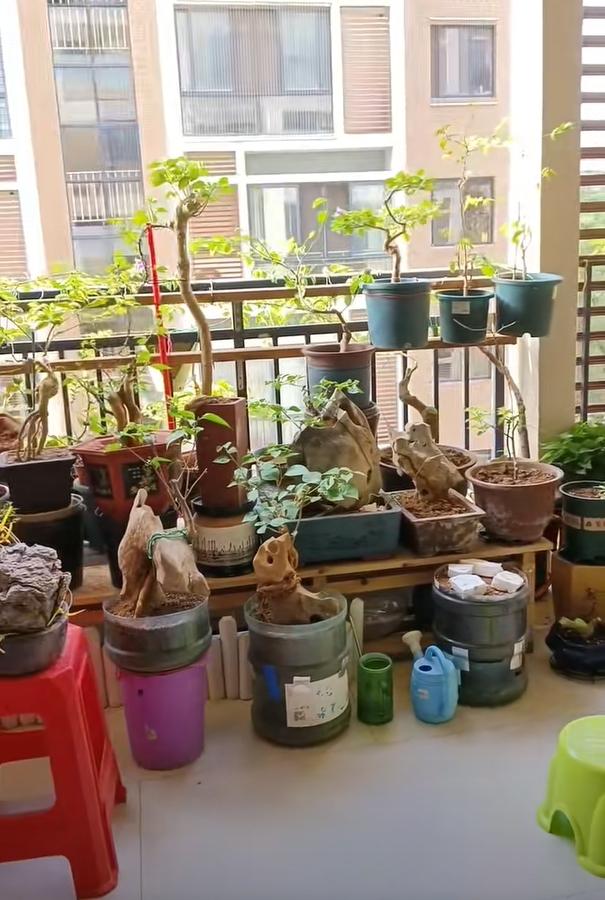 Vợ ch&ecirc; c&acirc;y chồng trồng vừa trơ vừa xấu, d&acirc;n mạng nh&igrave;n ảnh lại n&oacute;i: Đ&acirc;y l&agrave; người chơi c&acirc;y c&oacute; đẳng cấp - Ảnh 3.