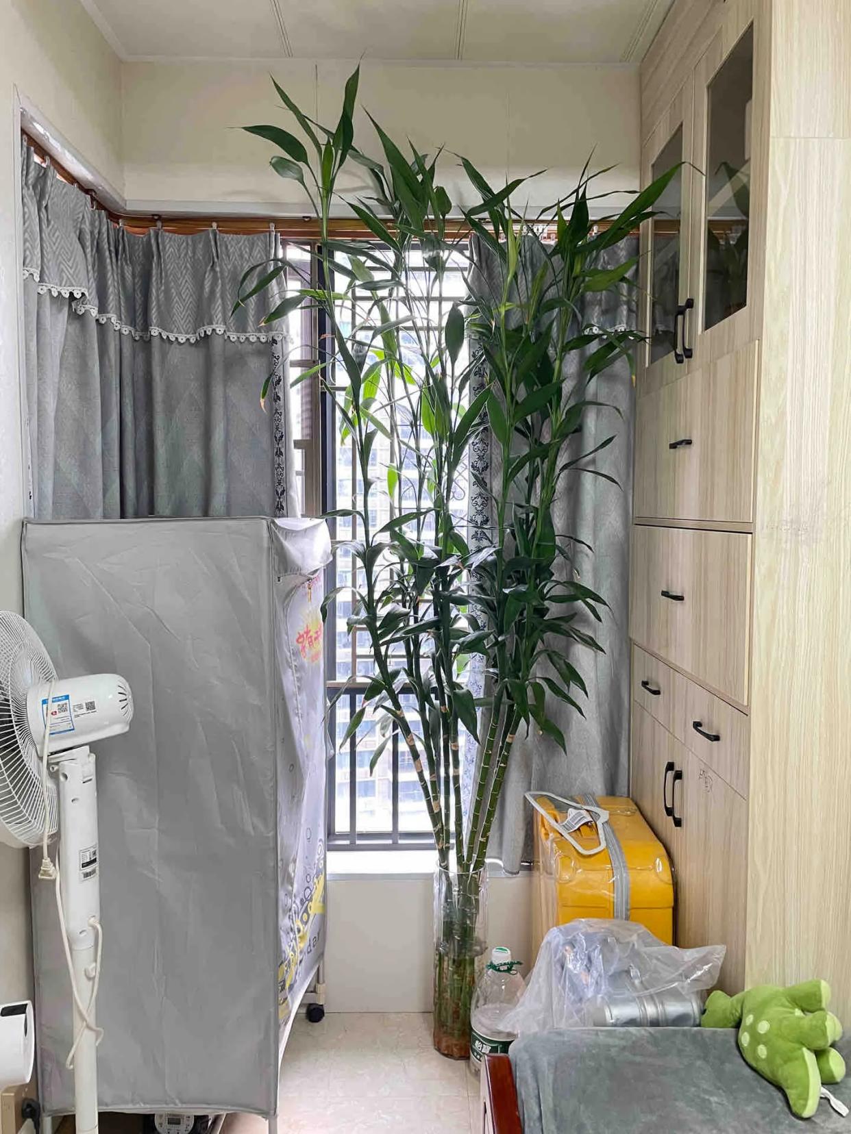 Đồng nghiệp trồng cây phát lộc cao chạm trần, cây của mình lại héo vàng: Cư dân mạng nói một câu khiến cô quyết tâm kiếm tiền - Ảnh 2.