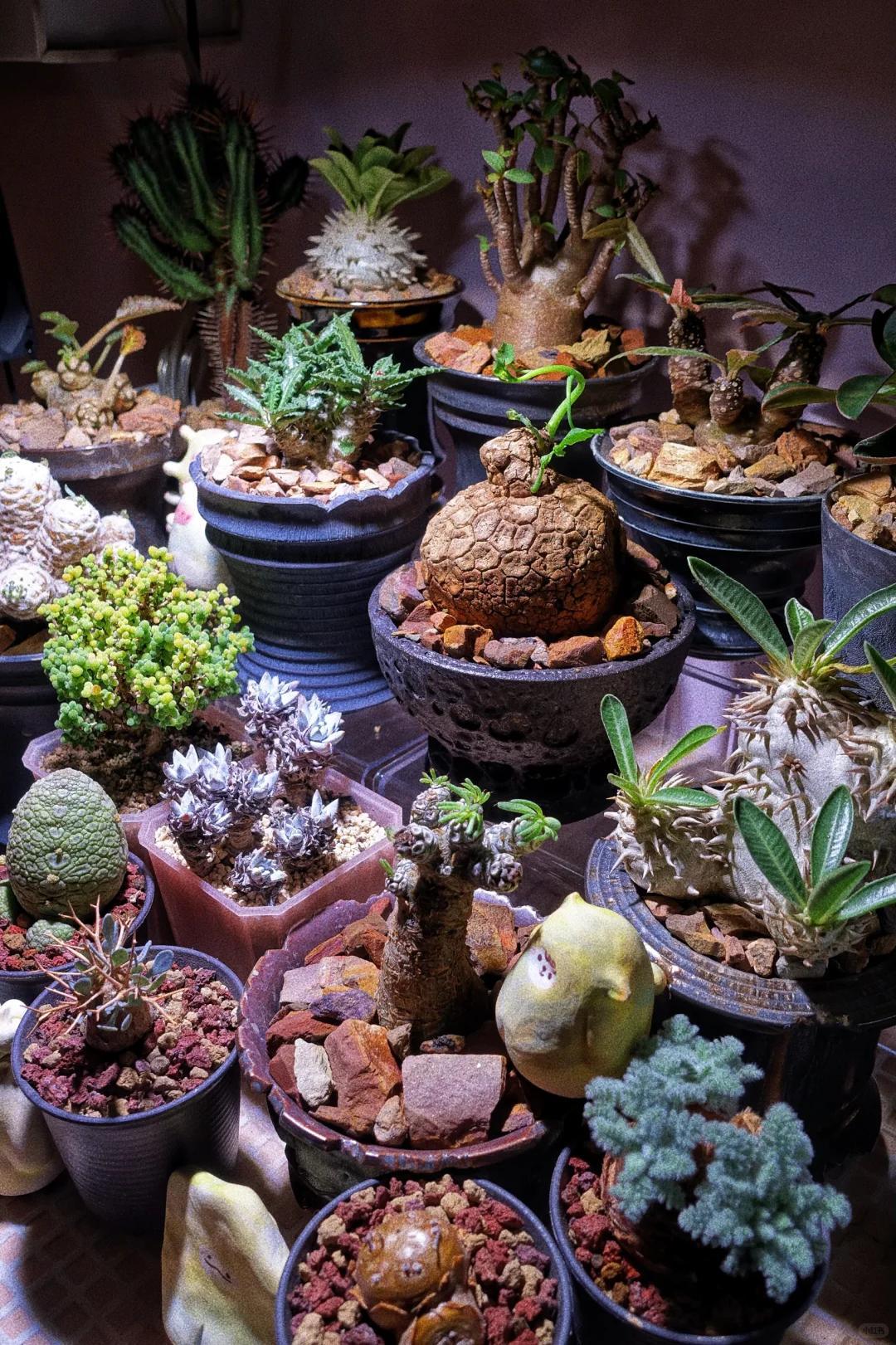 Vợ ch&ecirc; c&acirc;y chồng trồng vừa trơ vừa xấu, d&acirc;n mạng nh&igrave;n ảnh lại n&oacute;i: Đ&acirc;y l&agrave; người chơi c&acirc;y c&oacute; đẳng cấp - Ảnh 7.