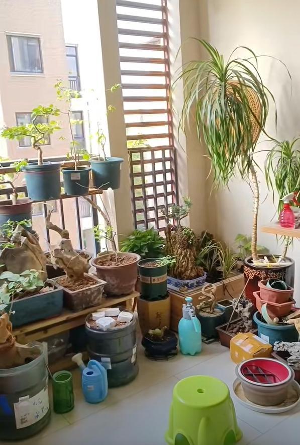 Vợ ch&ecirc; c&acirc;y chồng trồng vừa trơ vừa xấu, d&acirc;n mạng nh&igrave;n ảnh lại n&oacute;i: Đ&acirc;y l&agrave; người chơi c&acirc;y c&oacute; đẳng cấp - Ảnh 2.