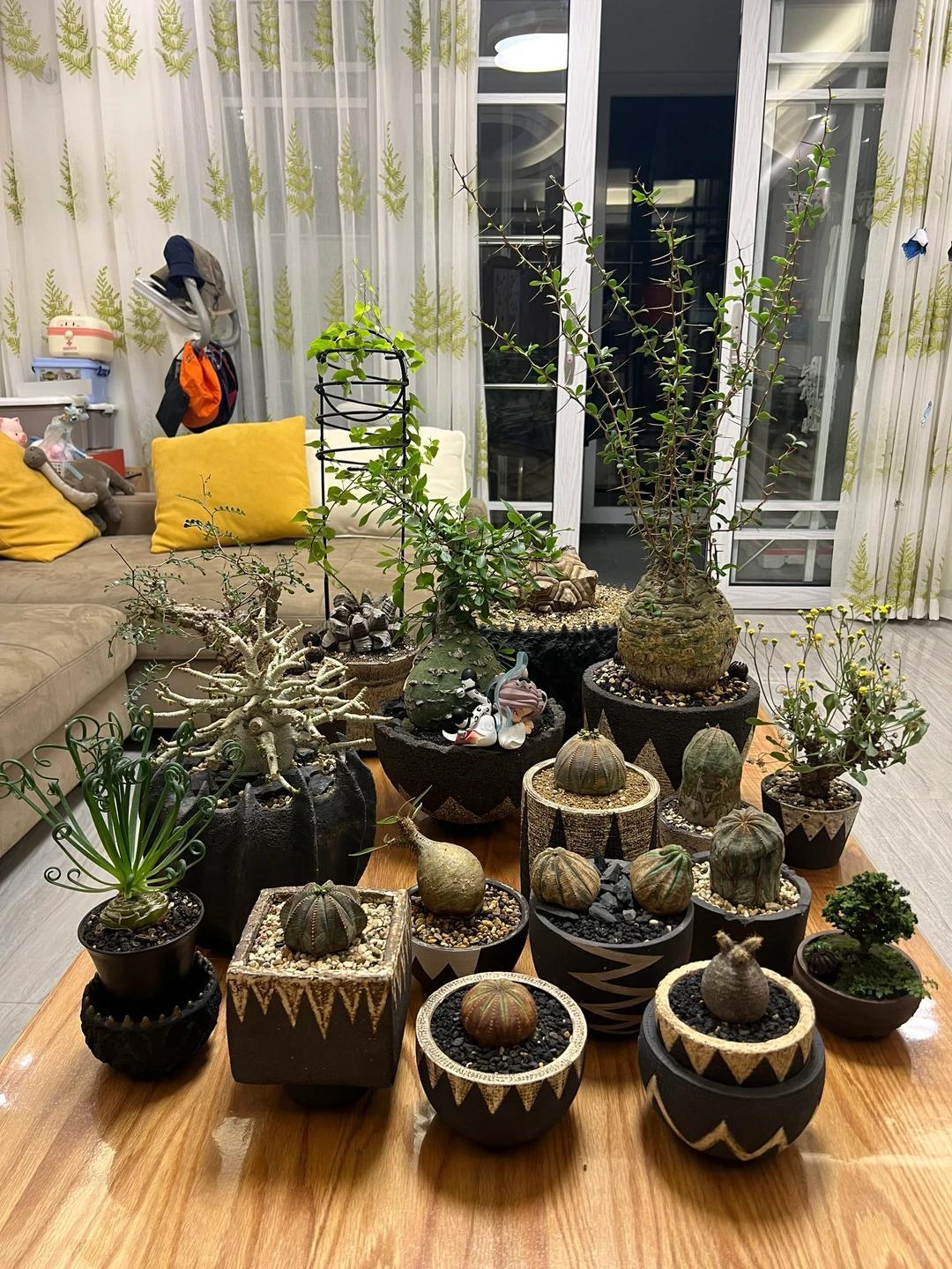 Vợ ch&ecirc; c&acirc;y chồng trồng vừa trơ vừa xấu, d&acirc;n mạng nh&igrave;n ảnh lại n&oacute;i: Đ&acirc;y l&agrave; người chơi c&acirc;y c&oacute; đẳng cấp - Ảnh 8.