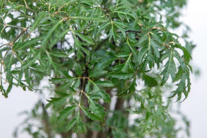 4 l&yacute; do v&igrave; sao n&ecirc;n trồng một c&acirc;y đinh lăng ở cổng nh&agrave;- Ảnh 1.