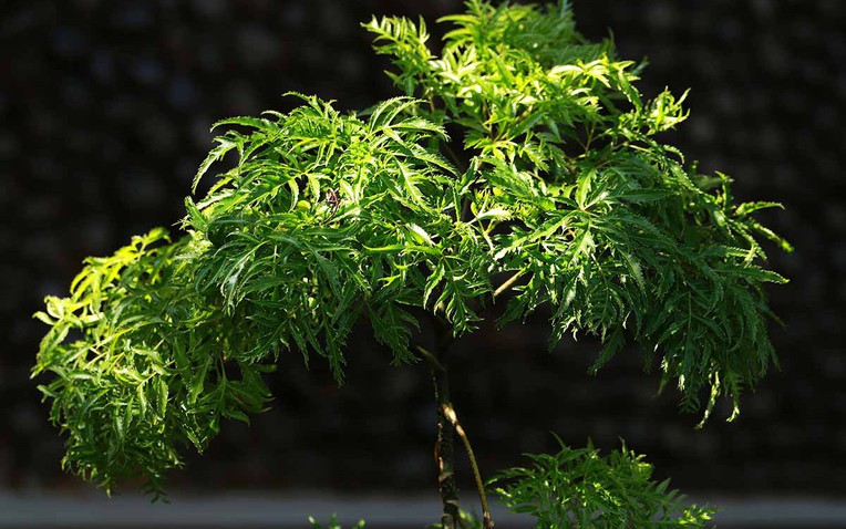 4 l&yacute; do v&igrave; sao n&ecirc;n trồng một c&acirc;y đinh lăng ở cổng nh&agrave; - Ảnh 1.
