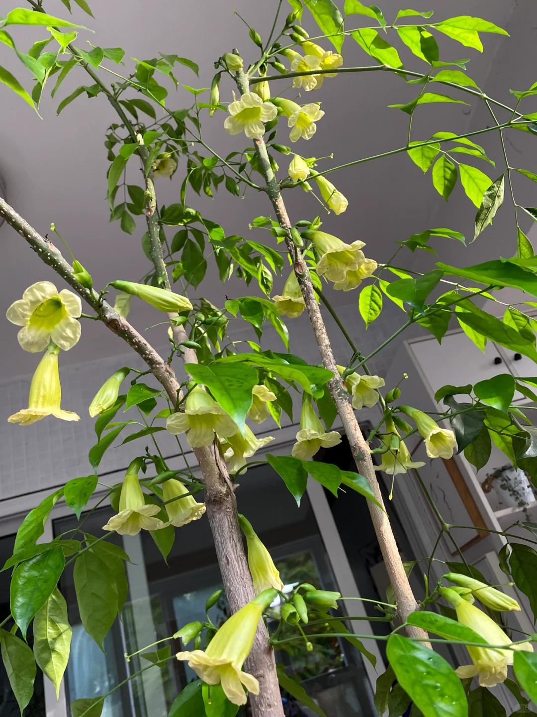 C&acirc;y hạnh ph&uacute;c 9 năm tuổi bất ngờ ra hoa trước ng&agrave;y bị đem cho, d&acirc;n mạng đồng loạt nhắn: &ldquo;Đừng mang n&oacute; đi!&rdquo; - Ảnh 3.