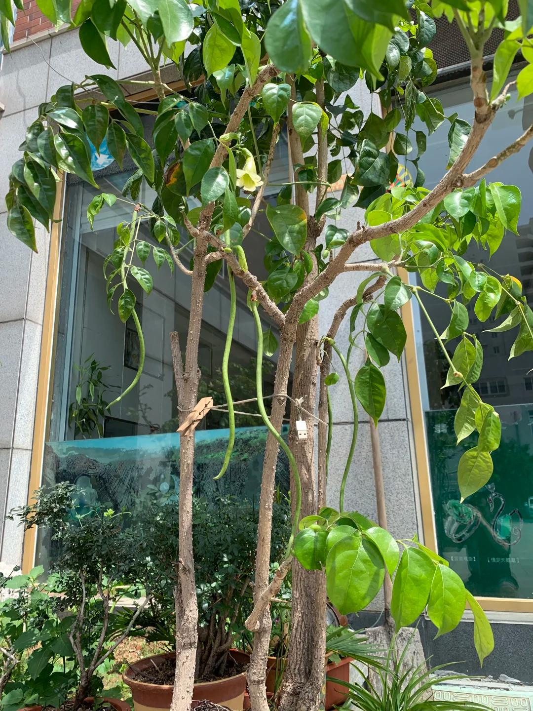 C&acirc;y hạnh ph&uacute;c 9 năm tuổi bất ngờ ra hoa trước ng&agrave;y bị đem cho, d&acirc;n mạng đồng loạt nhắn: &ldquo;Đừng mang n&oacute; đi!&rdquo; - Ảnh 1.