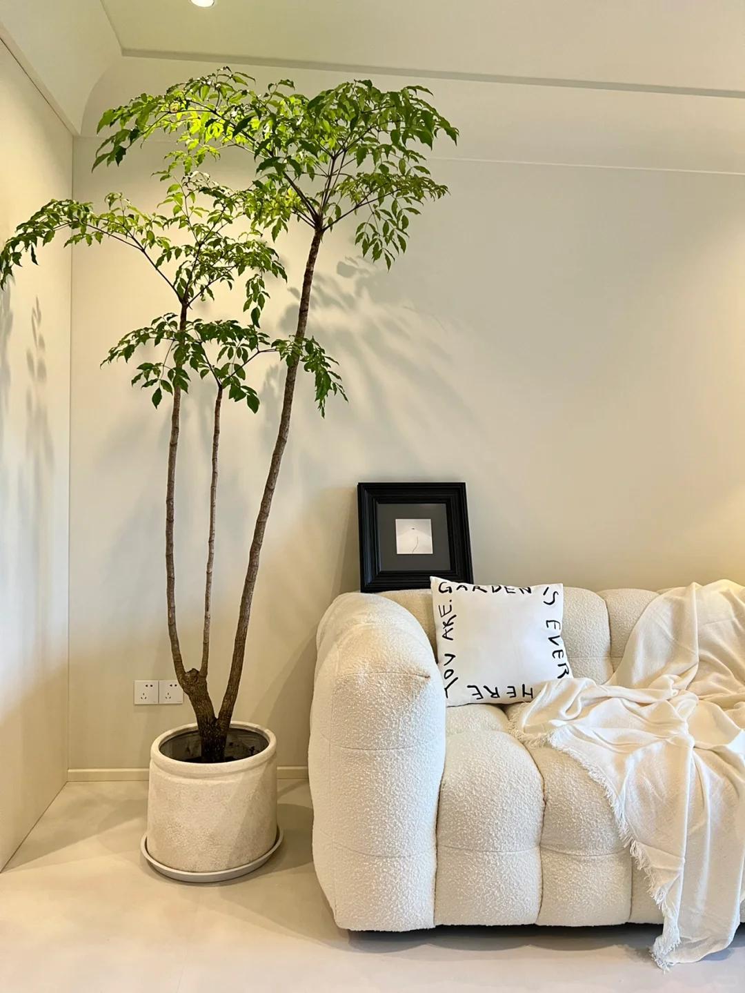 C&acirc;y hạnh ph&uacute;c 9 năm tuổi bất ngờ ra hoa trước ng&agrave;y bị đem cho, d&acirc;n mạng đồng loạt nhắn: &ldquo;Đừng mang n&oacute; đi!&rdquo; - Ảnh 4.