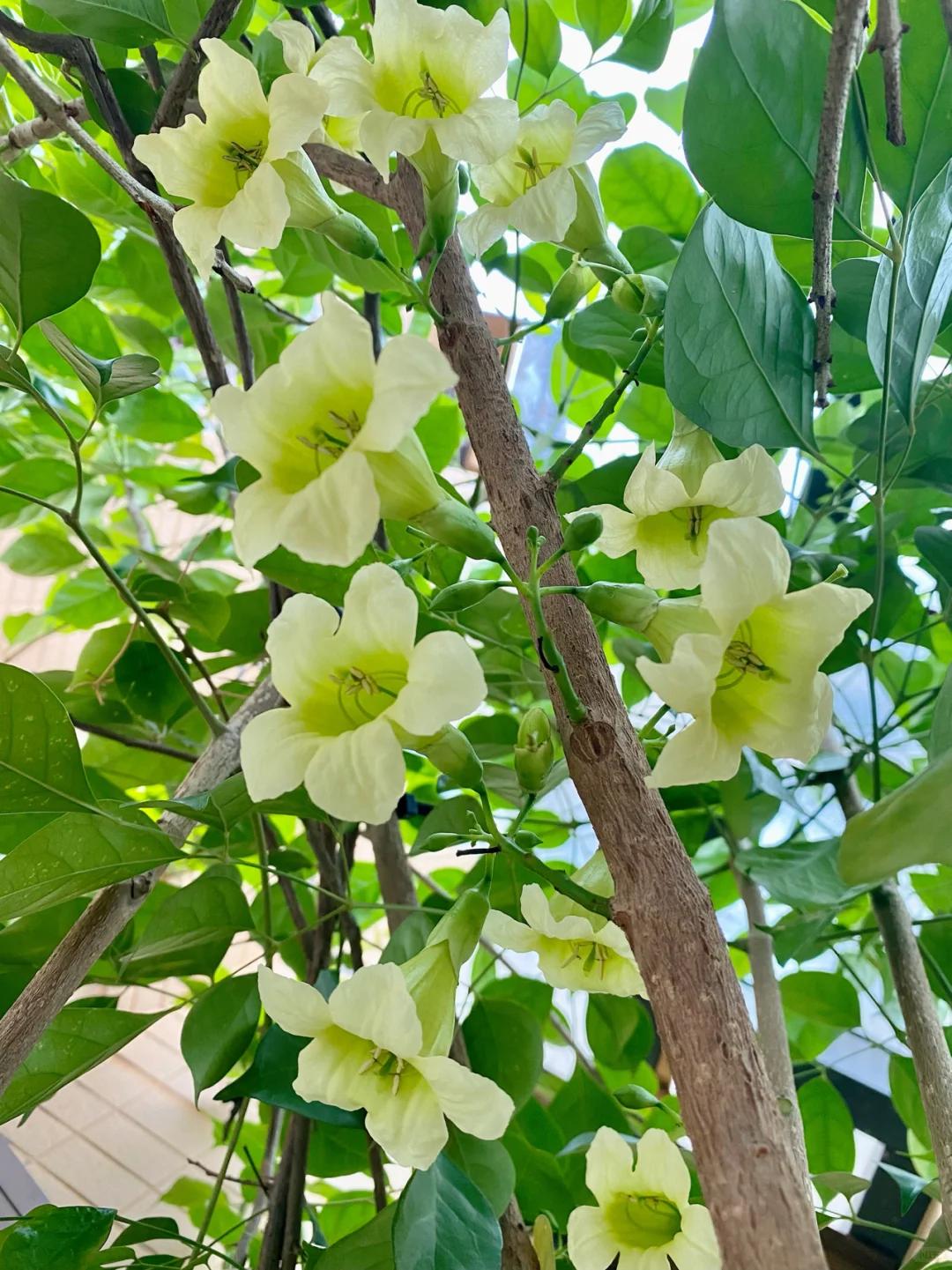 C&acirc;y hạnh ph&uacute;c 9 năm tuổi bất ngờ ra hoa trước ng&agrave;y bị đem cho, d&acirc;n mạng đồng loạt nhắn: &ldquo;Đừng mang n&oacute; đi!&rdquo; - Ảnh 2.
