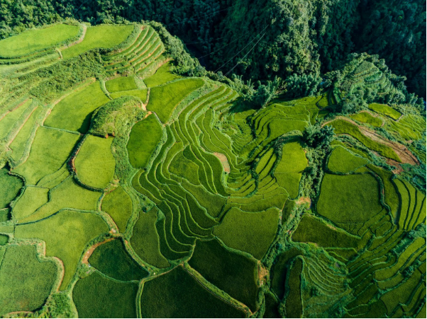 Sa Pa mùa lúa xanh: Chiêm ngưỡng tấm thảm xanh mướt mắt giữa đại ngàn - Ảnh 3. Sa Pa mùa lúa xanh: Chiêm ngưỡng tấm thảm xanh mướt mắt giữa đại ngàn - Ảnh 3.