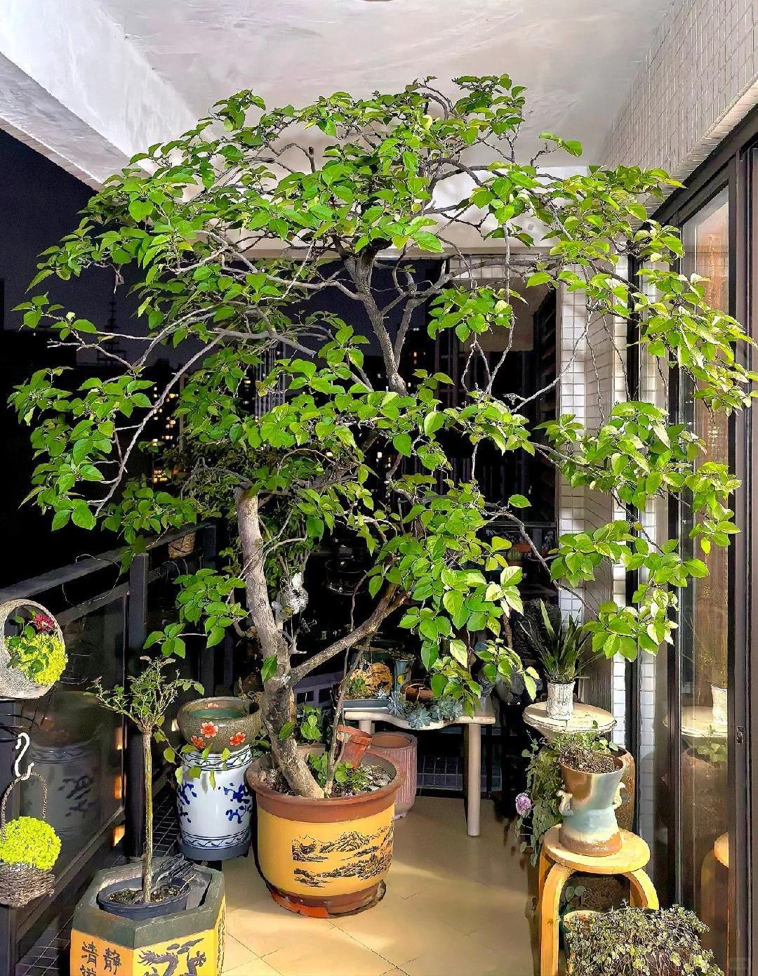 Người phụ nữ trồng hoa giấy suốt 10 năm trong một chiếc chậu nhỏ, c&acirc;y lớn k&iacute;n ban c&ocirc;ng, l&uacute;c nở hay t&agrave;n đều đẹp như tranh - Ảnh 3.