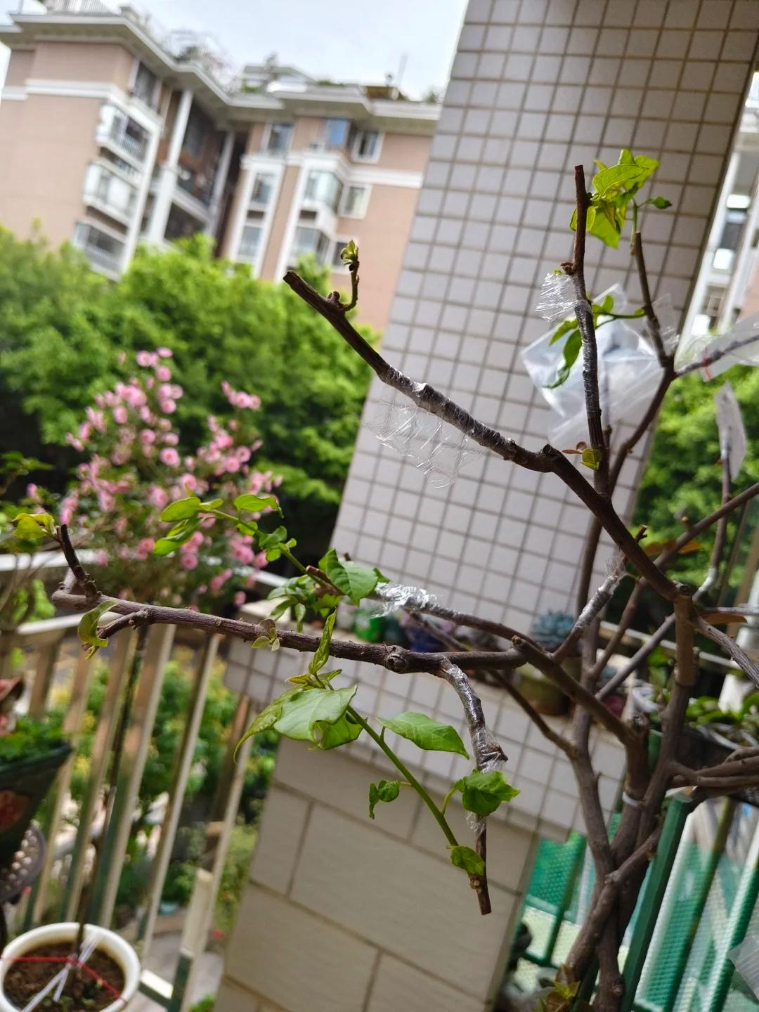 Người phụ nữ trồng hoa giấy suốt 10 năm trong một chiếc chậu nhỏ, c&acirc;y lớn k&iacute;n ban c&ocirc;ng, l&uacute;c nở hay t&agrave;n đều đẹp như tranh - Ảnh 6.