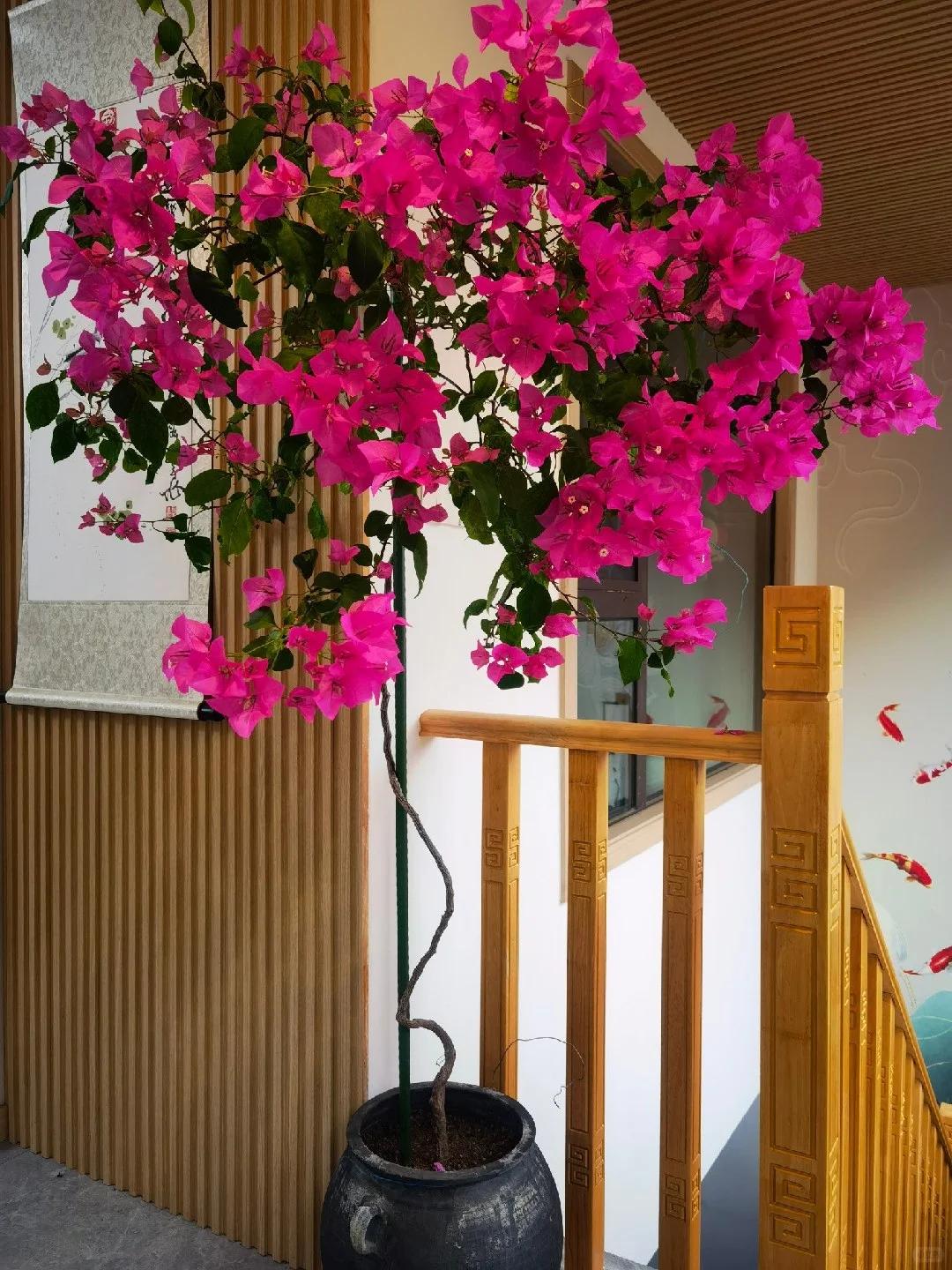 Người phụ nữ trồng hoa giấy suốt 10 năm trong một chiếc chậu nhỏ, c&acirc;y lớn k&iacute;n ban c&ocirc;ng, l&uacute;c nở hay t&agrave;n đều đẹp như tranh - Ảnh 4.