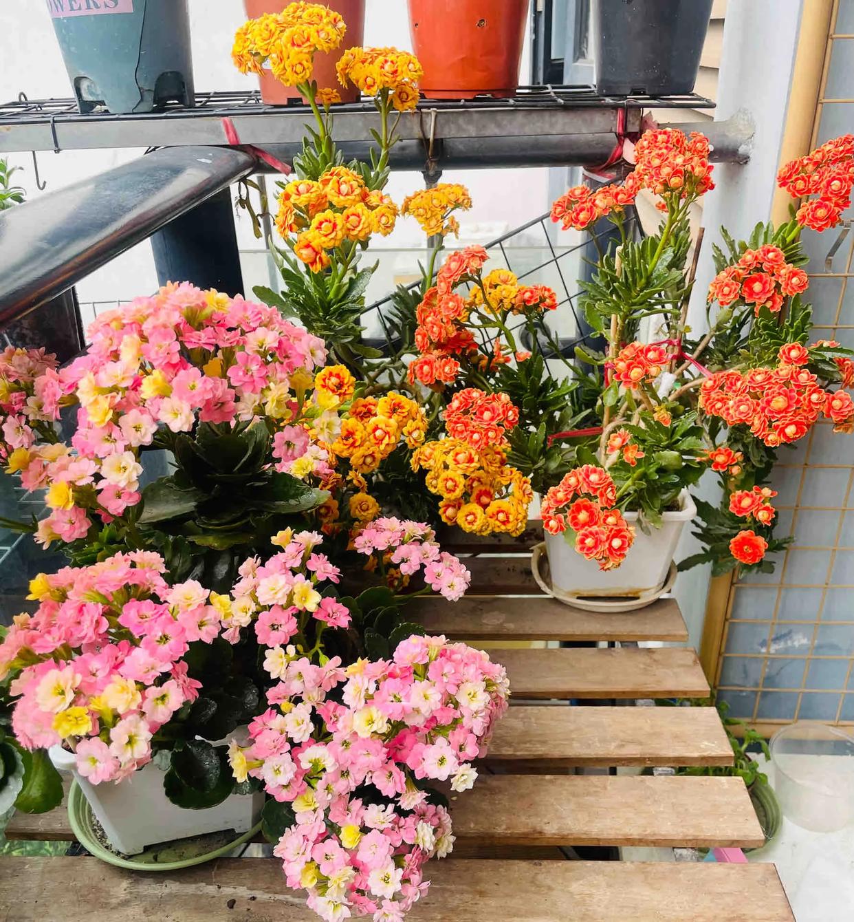 C&acirc;y hoa trường thọ mẹ trồng 5 năm bất ngờ nở rộ, d&acirc;n mạng nh&igrave;n d&aacute;ng c&acirc;y liền muốn mua th&ecirc;m một chậu - Ảnh 5.