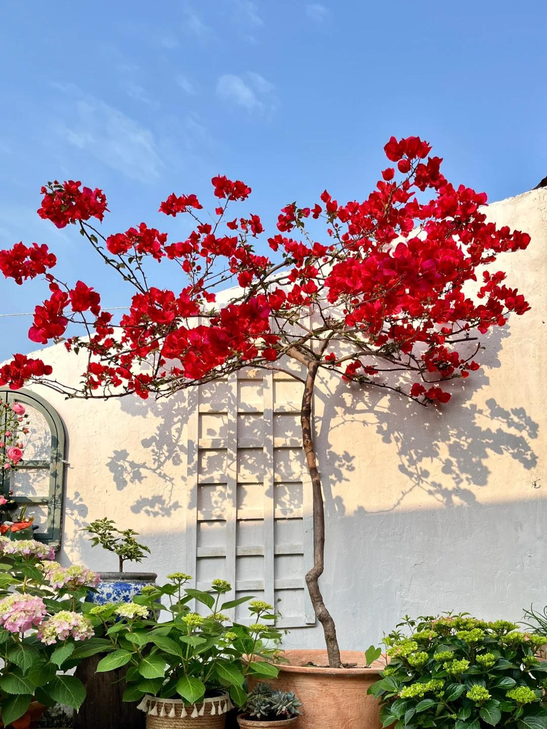Người phụ nữ trồng hoa giấy suốt 10 năm trong một chiếc chậu nhỏ, c&acirc;y lớn k&iacute;n ban c&ocirc;ng, l&uacute;c nở hay t&agrave;n đều đẹp như tranh - Ảnh 5.