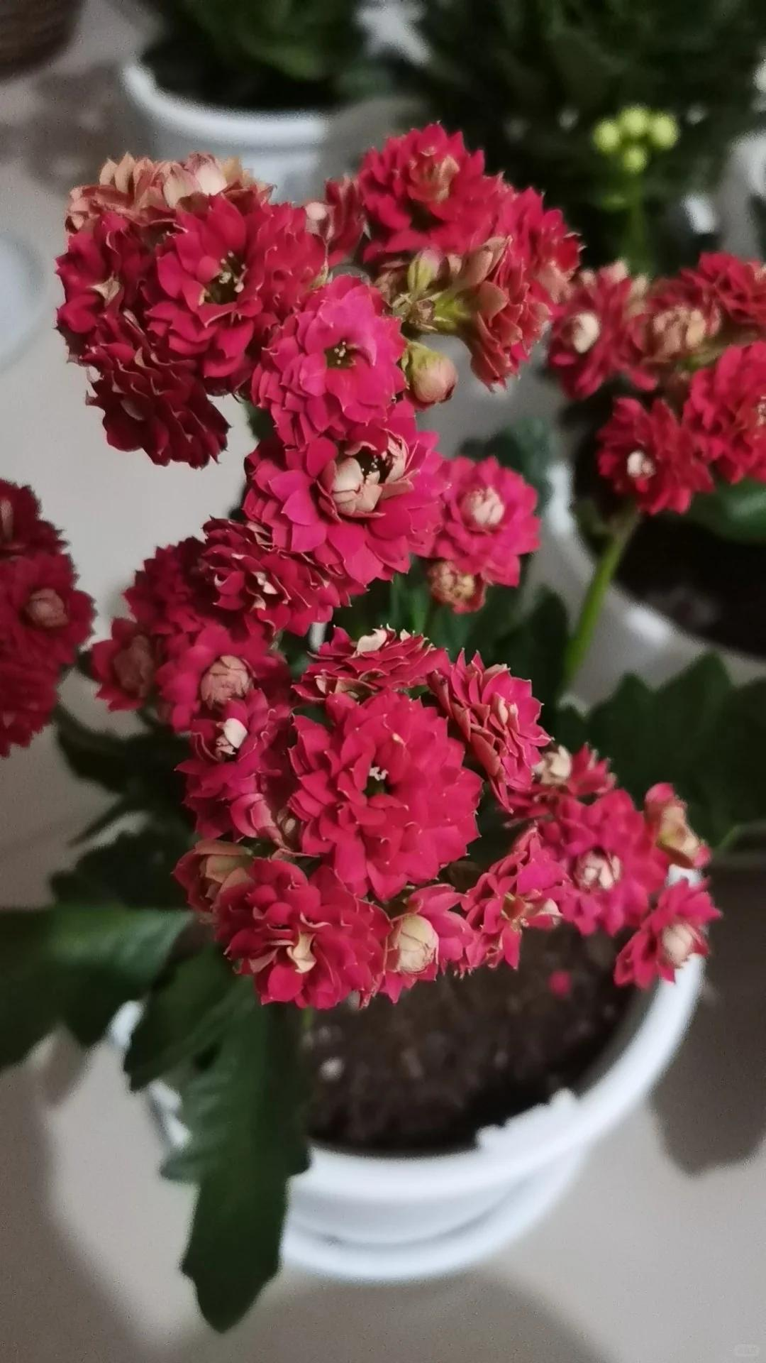 C&acirc;y hoa trường thọ mẹ trồng 5 năm bất ngờ nở rộ, d&acirc;n mạng nh&igrave;n d&aacute;ng c&acirc;y liền muốn mua th&ecirc;m một chậu - Ảnh 2.