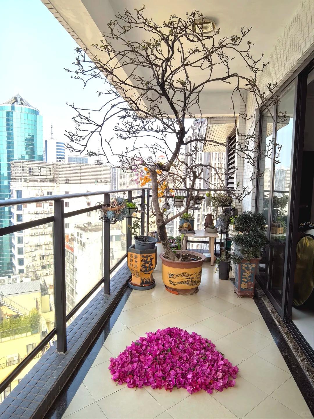 Người phụ nữ trồng hoa giấy suốt 10 năm trong một chiếc chậu nhỏ, c&acirc;y lớn k&iacute;n ban c&ocirc;ng, l&uacute;c nở hay t&agrave;n đều đẹp như tranh - Ảnh 1.