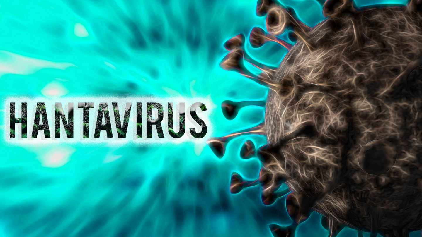 Bộ Y tế th&ocirc;ng tin mới nhất về bệnh do virus Hanta- Ảnh 1.