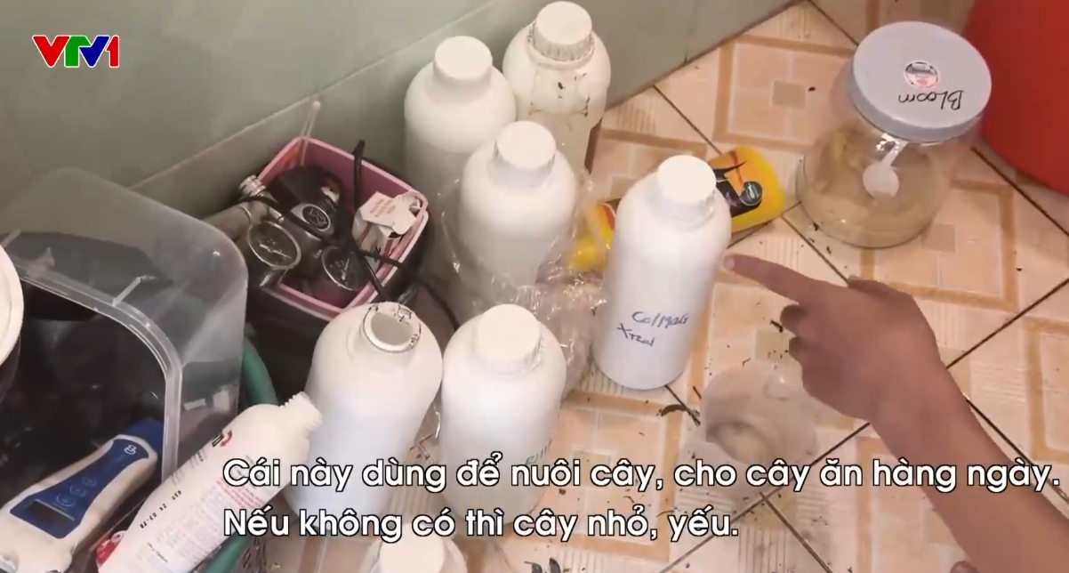 Triệt ph&aacute; đường d&acirc;y trồng cần sa tại nh&agrave; ngay giữa Thủ đ&ocirc; - Ảnh 3.