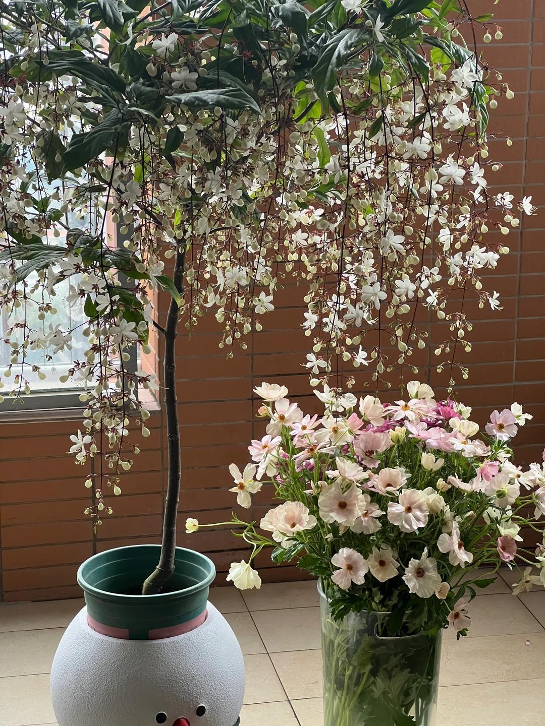 Kh&ocirc;ng cần thay nội thất, người phụ nữ chỉ đặt một chậu hoa nh&agrave;i rủ trong ph&ograve;ng kh&aacute;ch: Bước v&agrave;o nh&agrave; l&agrave; thấy thư th&aacute;i, ai xem cũng muốn l&agrave;m theo - Ảnh 4.