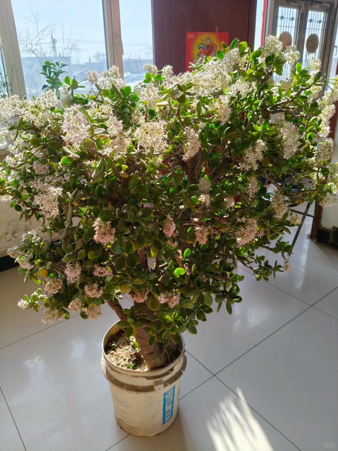 C&acirc;y xương rồng được cụ &ocirc;ng 86 tuổi chăm suốt 30 năm bất ngờ nở hoa trước ng&agrave;y phải chuyển đi, c&acirc;u chuyện khiến nhiều người x&uacute;c động - Ảnh 7.