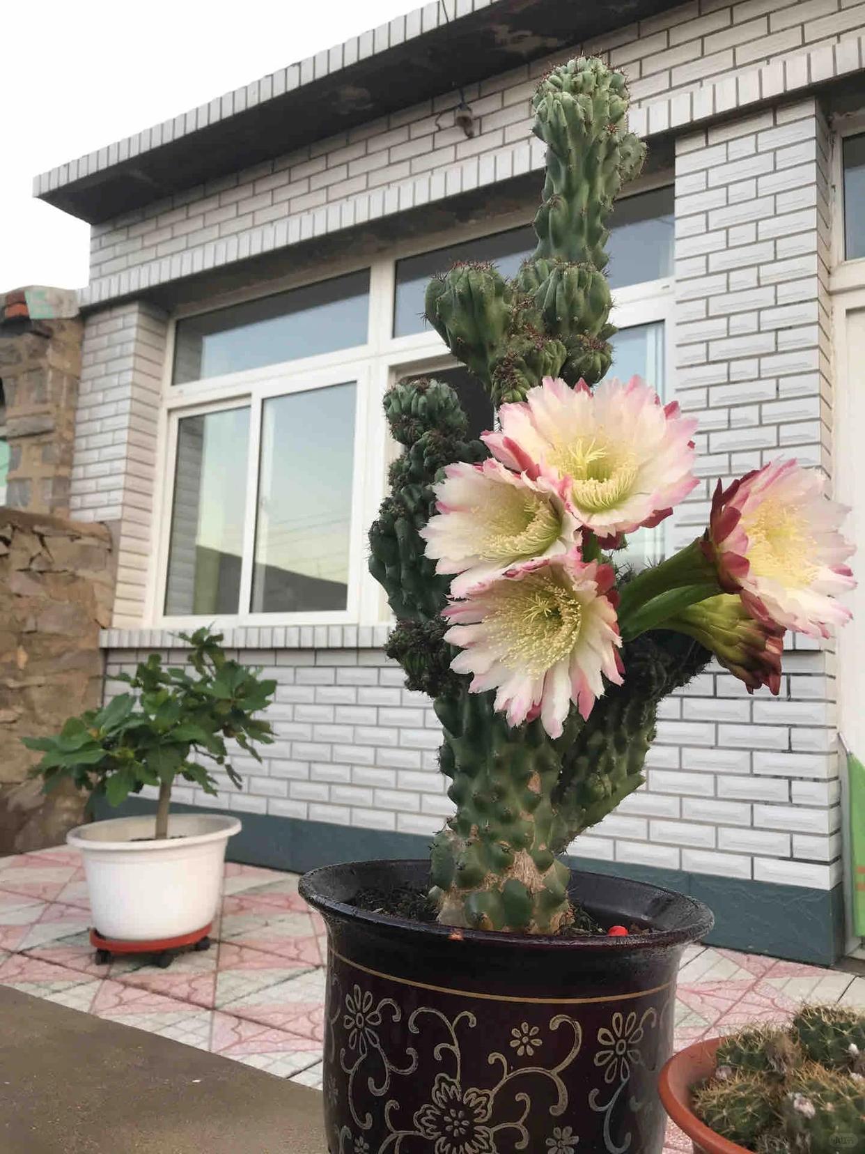 C&acirc;y xương rồng được cụ &ocirc;ng 86 tuổi chăm suốt 30 năm bất ngờ nở hoa trước ng&agrave;y phải chuyển đi, c&acirc;u chuyện khiến nhiều người x&uacute;c động - Ảnh 3.