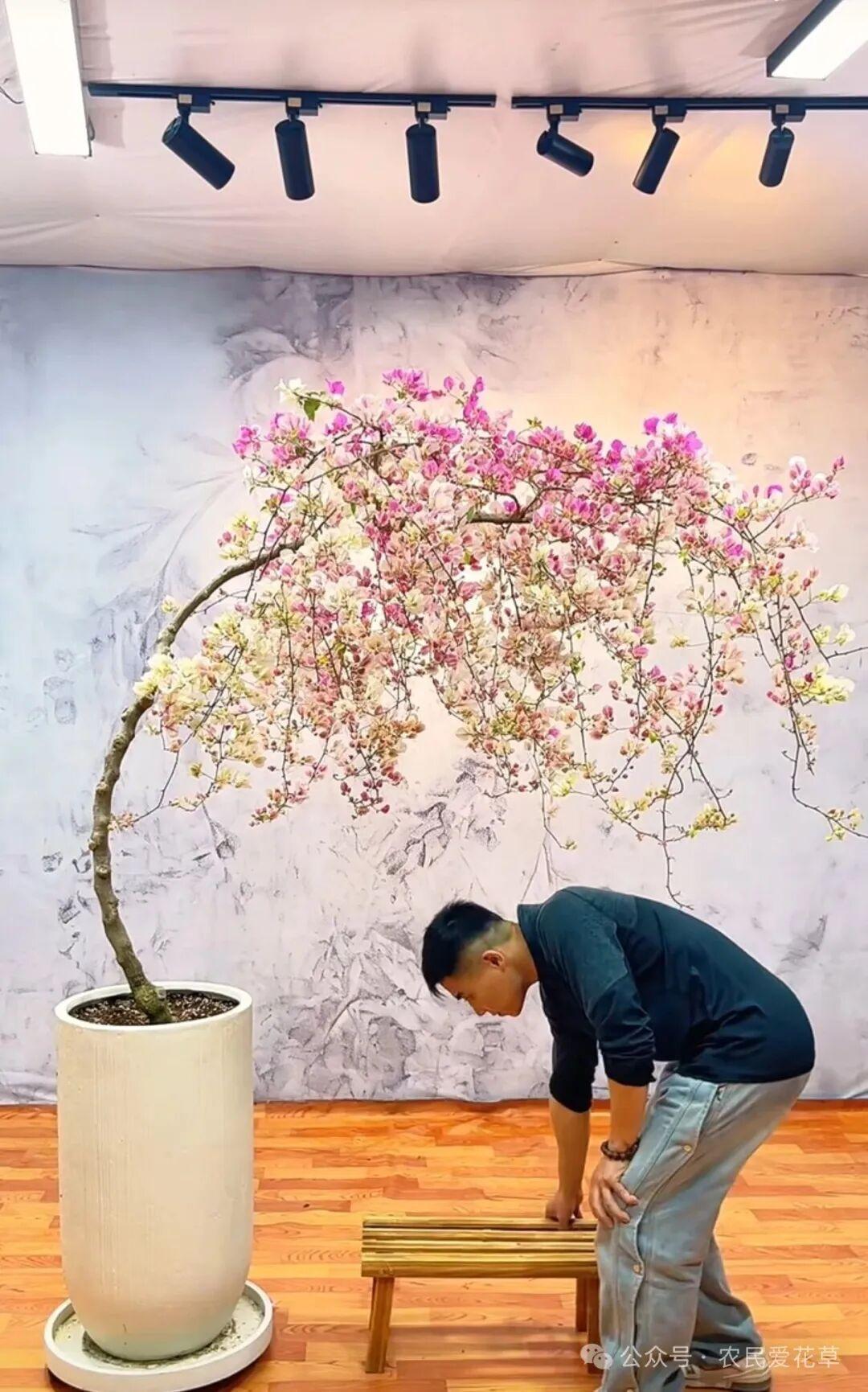 Từ chỗ phản đối chồng chi gần 11 triệu đồng mua c&acirc;y hoa giấy, t&ocirc;i lại th&agrave;nh người ngắm n&oacute; 