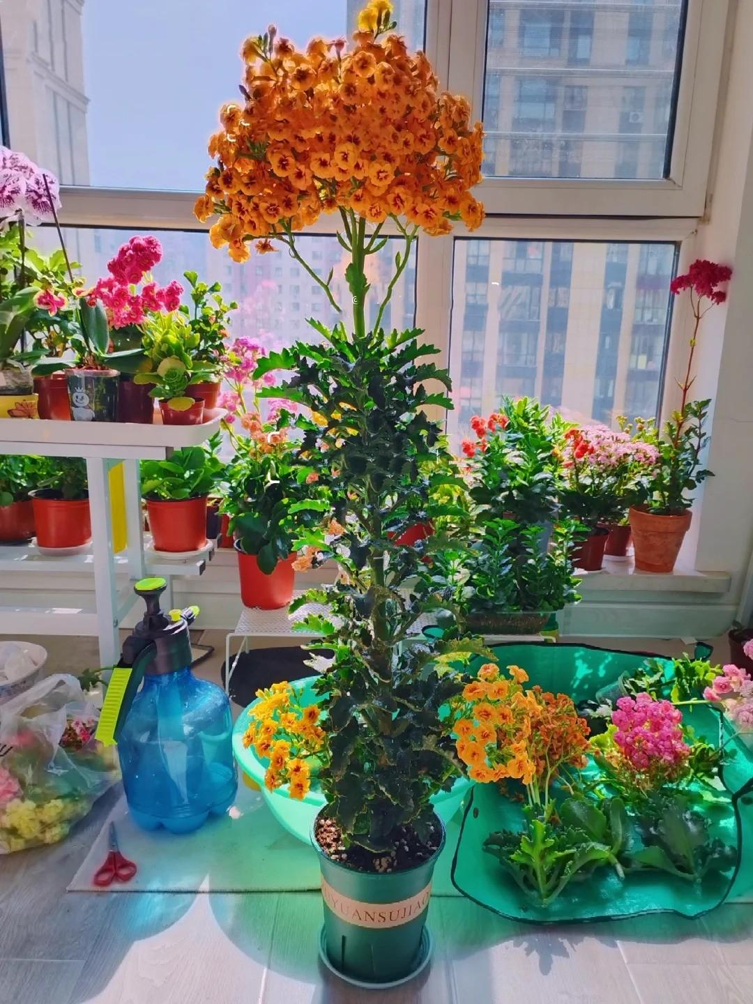 Chỉ mất 1 năm, người phụ nữ trồng c&acirc;y sống đời th&agrave;nh 