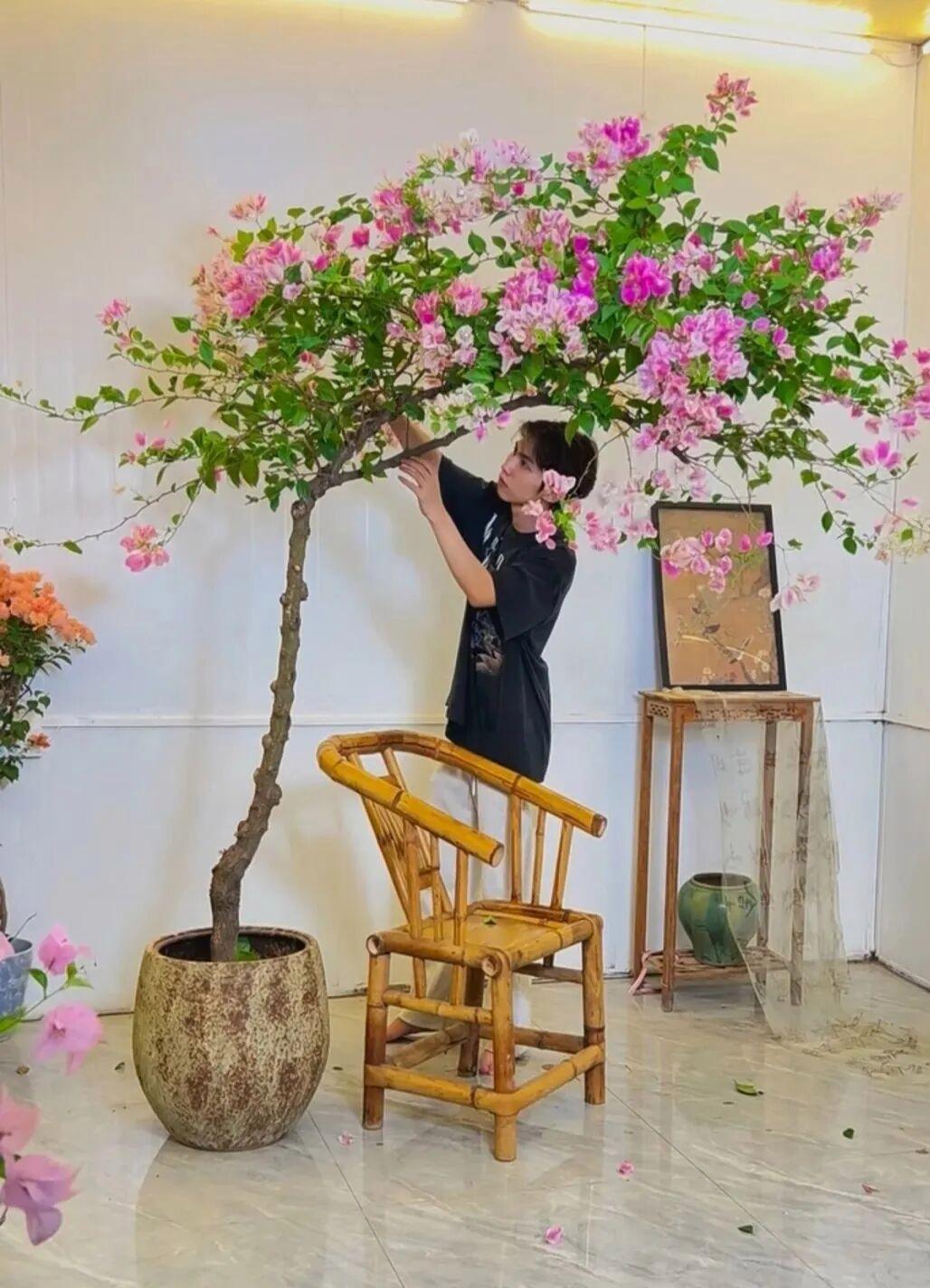 Từ chỗ phản đối chồng chi gần 11 triệu đồng mua c&acirc;y hoa giấy, t&ocirc;i lại th&agrave;nh người ngắm n&oacute; 