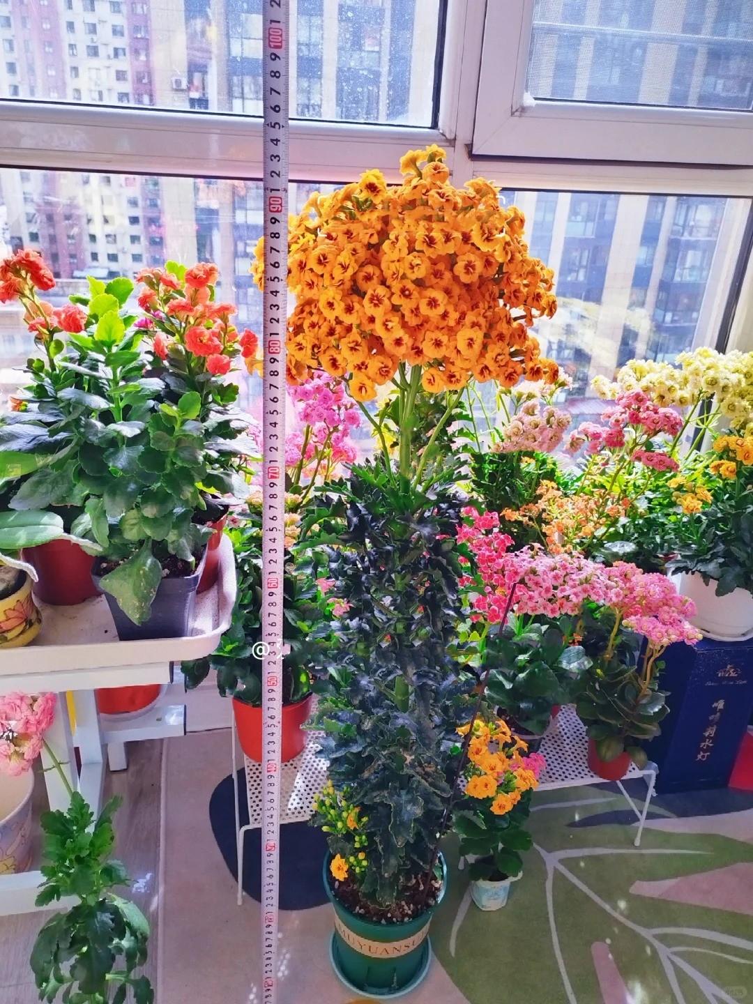 Chỉ mất 1 năm, người phụ nữ trồng c&acirc;y sống đời th&agrave;nh 