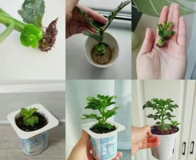 Chỉ mất 1 năm, người phụ nữ trồng c&acirc;y sống đời th&agrave;nh 