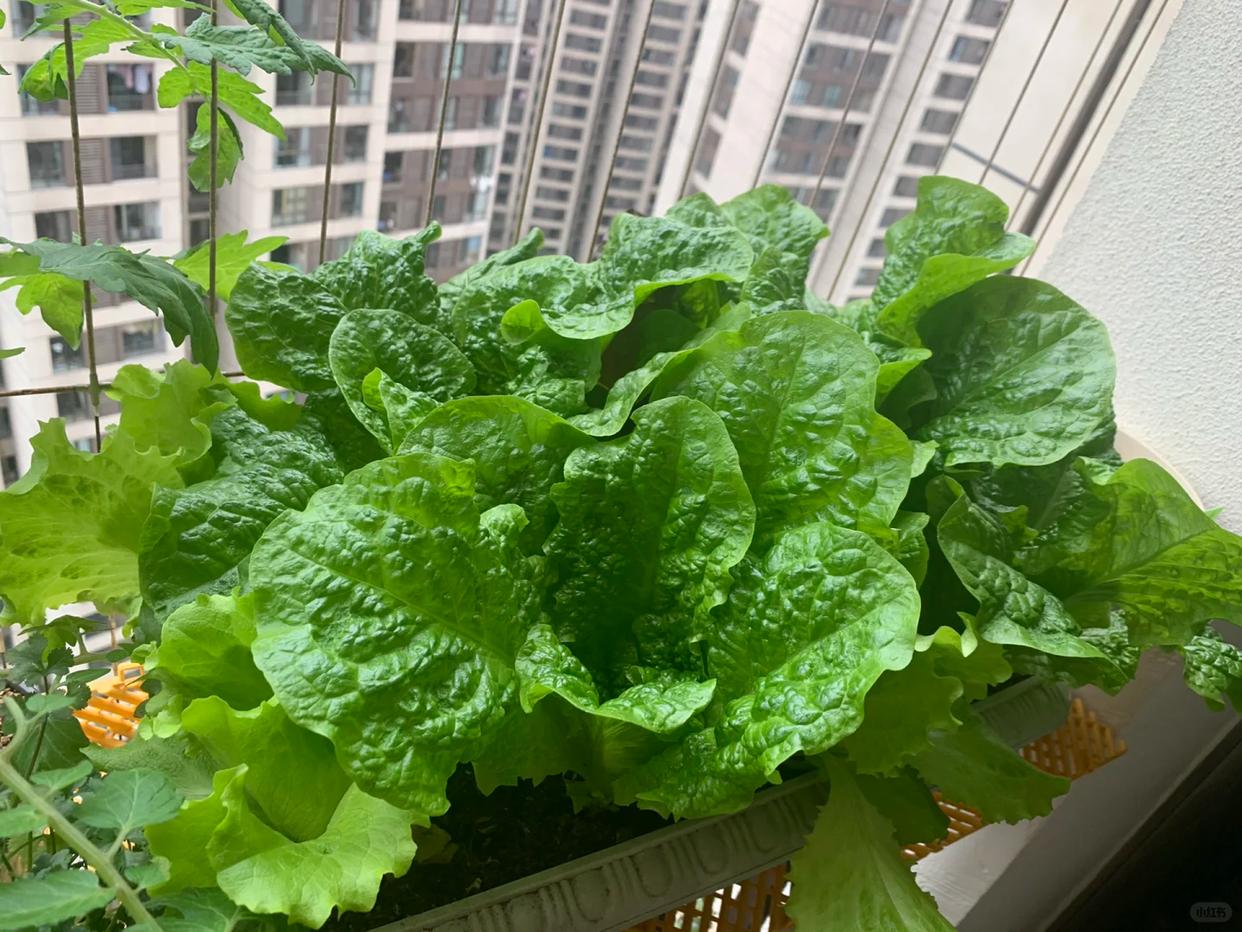 Chỉ với ban công 1m², người phụ nữ tạo nên vườn rau xanh mướt sau 3 tháng: Bí quyết tận dụng không gian khiến nhiều người muốn làm theo - Ảnh 3.