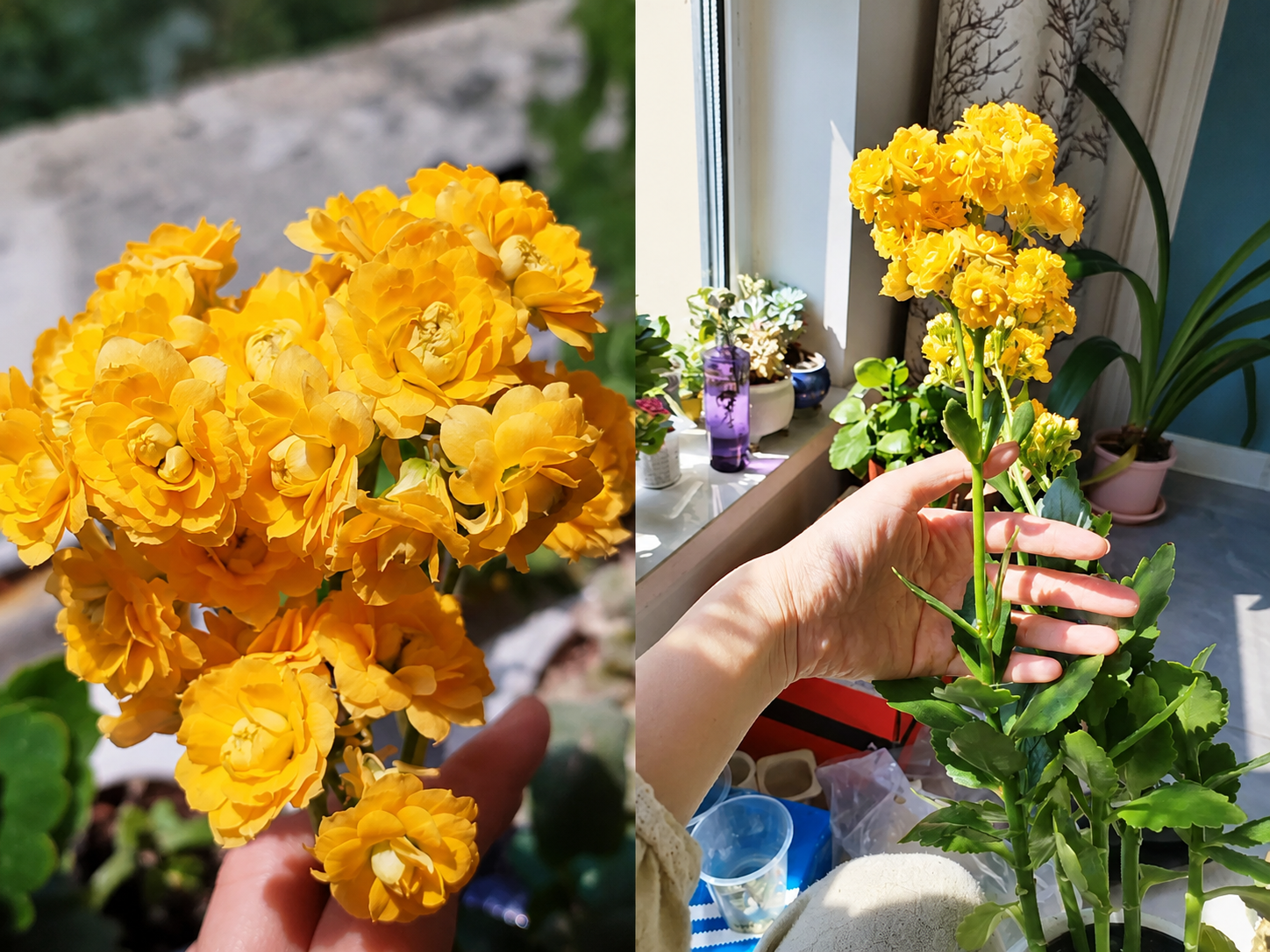 Chỉ mất 1 năm, người phụ nữ trồng c&acirc;y sống đời th&agrave;nh 