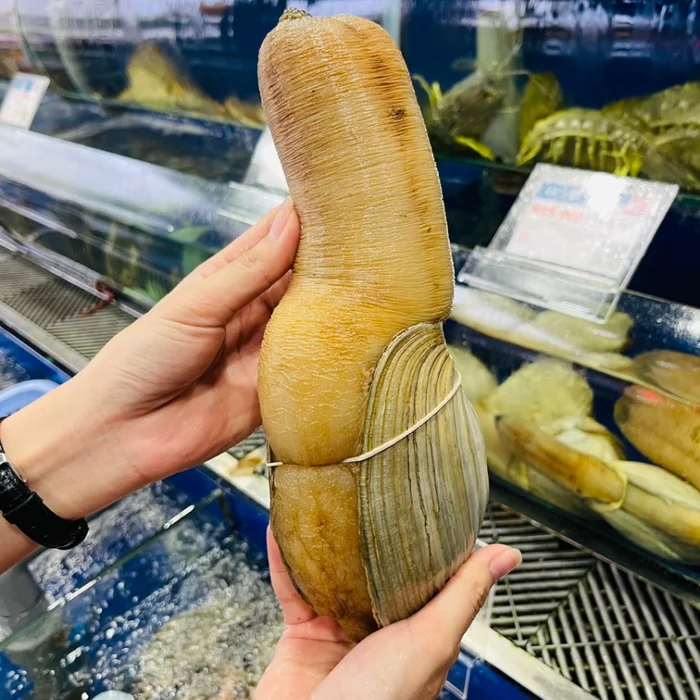 Lo&agrave;i ốc c&oacute; t&ecirc;n nghe lạ tai v&agrave; h&igrave;nh d&aacute;ng đặc biệt, g&acirc;y ch&uacute; &yacute; nhờ phần thịt gi&ograve;n ngọt - Ảnh 1.