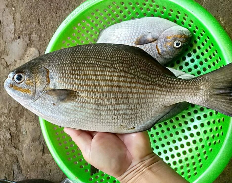 Lo&agrave;i c&aacute; c&oacute; c&aacute;i t&ecirc;n nghe 