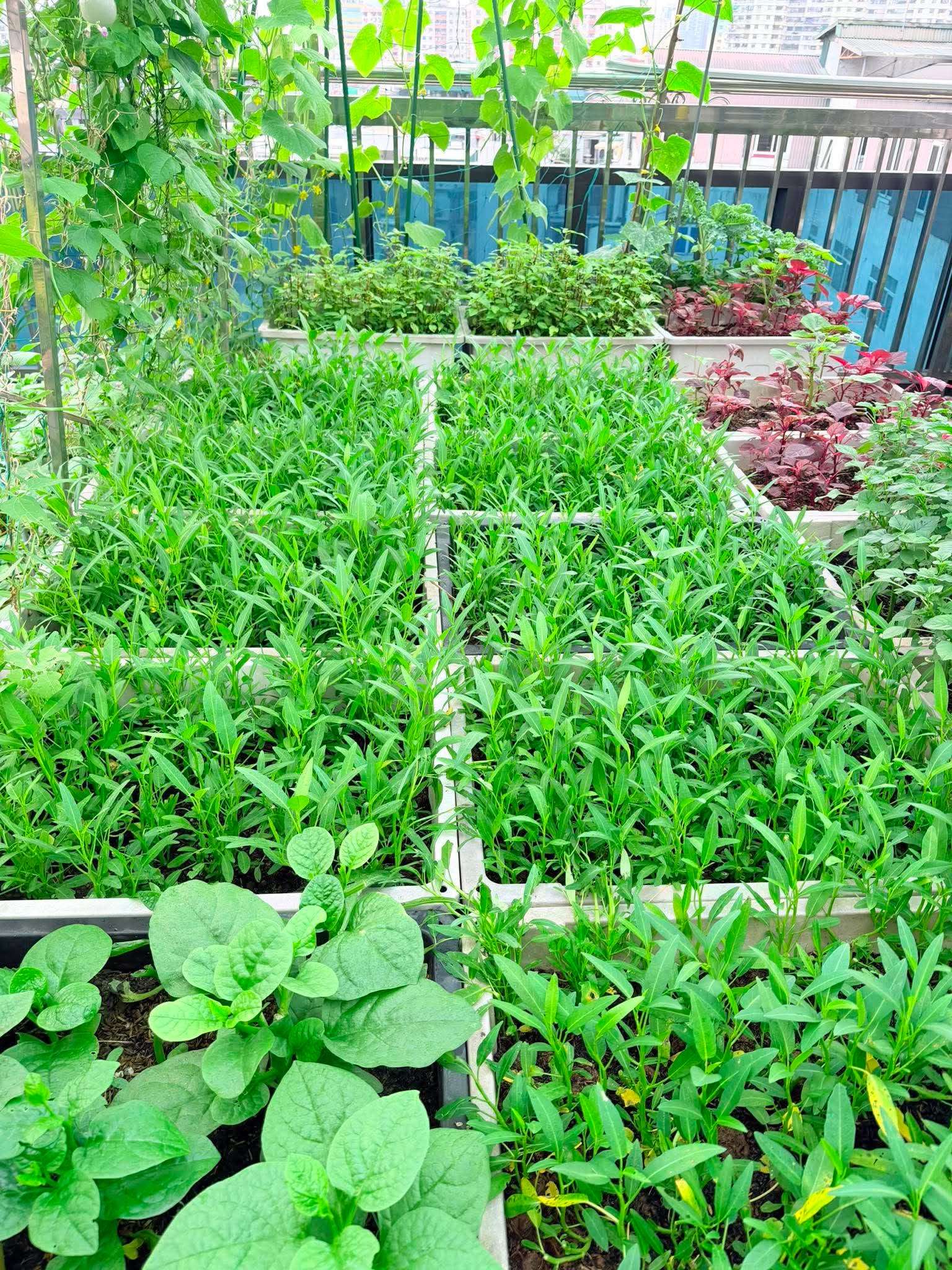 Nữ bác sĩ U40 sáng khám bệnh, tối trồng rau phủ kín sân thượng: Thứ nhận được vượt xa tưởng tượng - Ảnh 9.