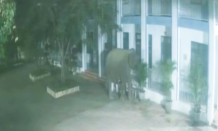 Voi rừng Sơn La ph&aacute; tường r&agrave;o , x&ocirc;ng v&agrave;o trường học ở x&atilde; Huổi Một - Ảnh 1.