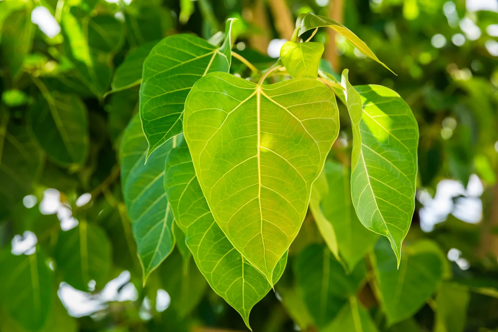 7 loại c&acirc;y đừng trồng trong nh&agrave;: Dễ mang vận xui, c&oacute; loại mang độc t&iacute;nh - Ảnh 7.