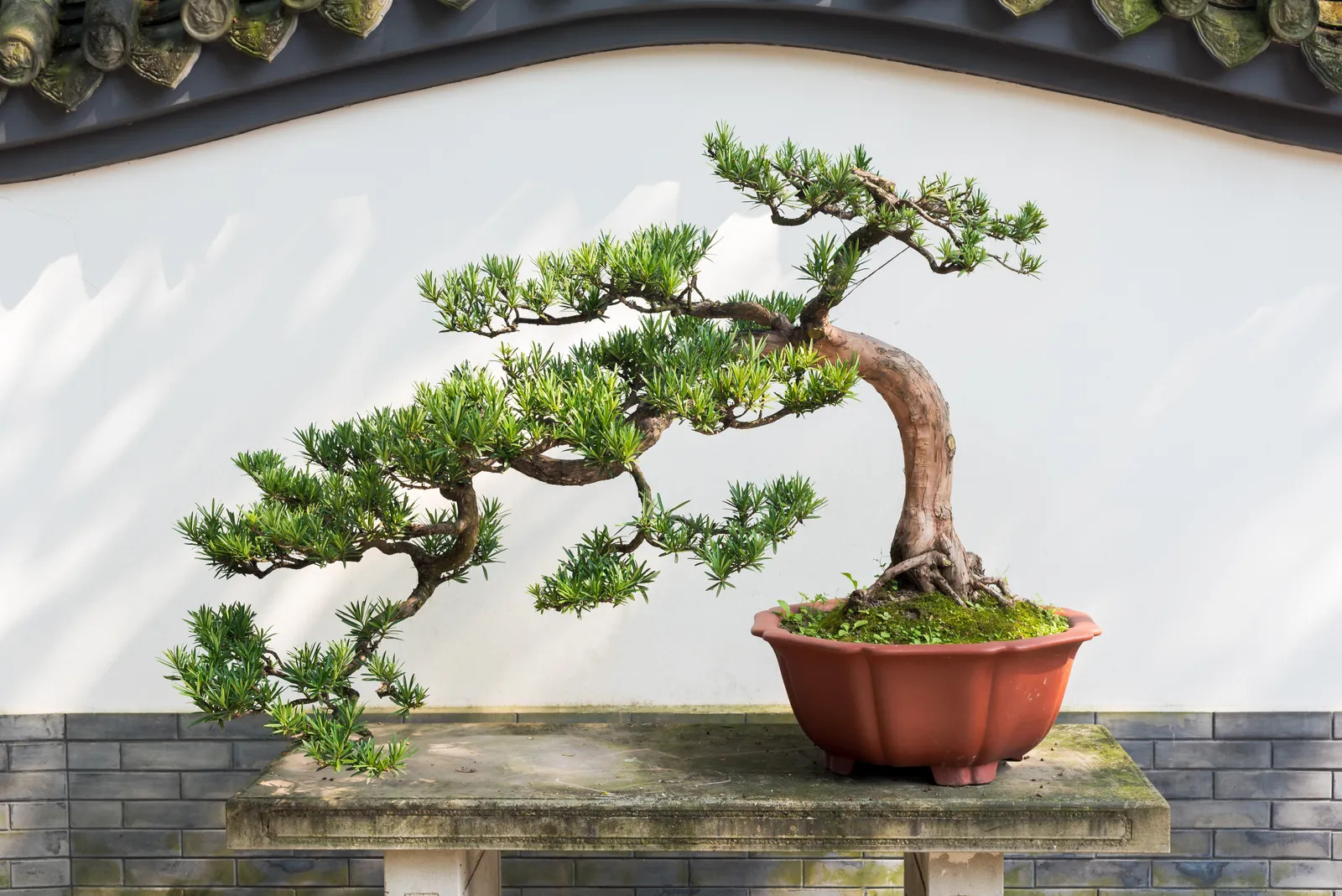 7 loại c&acirc;y đừng trồng trong nh&agrave;: Dễ mang vận xui, c&oacute; loại mang độc t&iacute;nh - Ảnh 2.