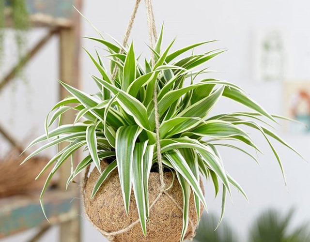 4 l&yacute; do v&igrave; sao n&ecirc;n trồng c&acirc;y d&acirc;y nhện b&ecirc;n cửa sổ - Ảnh 2.