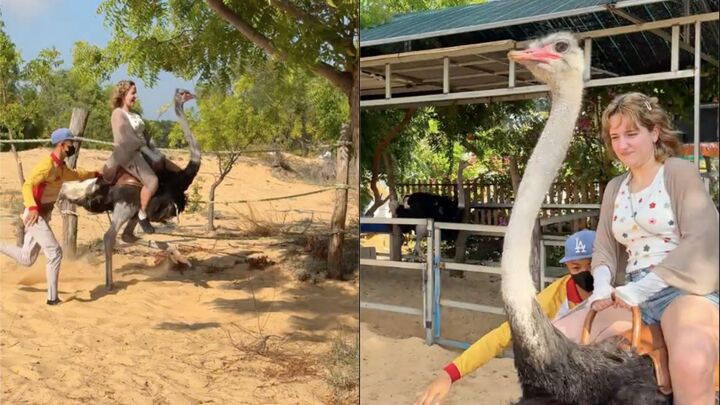 Trải nghiệm cưỡi đ&agrave; điểu tại Việt Nam: H&agrave;nh tr&igrave;nh mạo hiểm kh&ocirc;ng thể qu&ecirc;n năm 2026 - Ảnh 1.