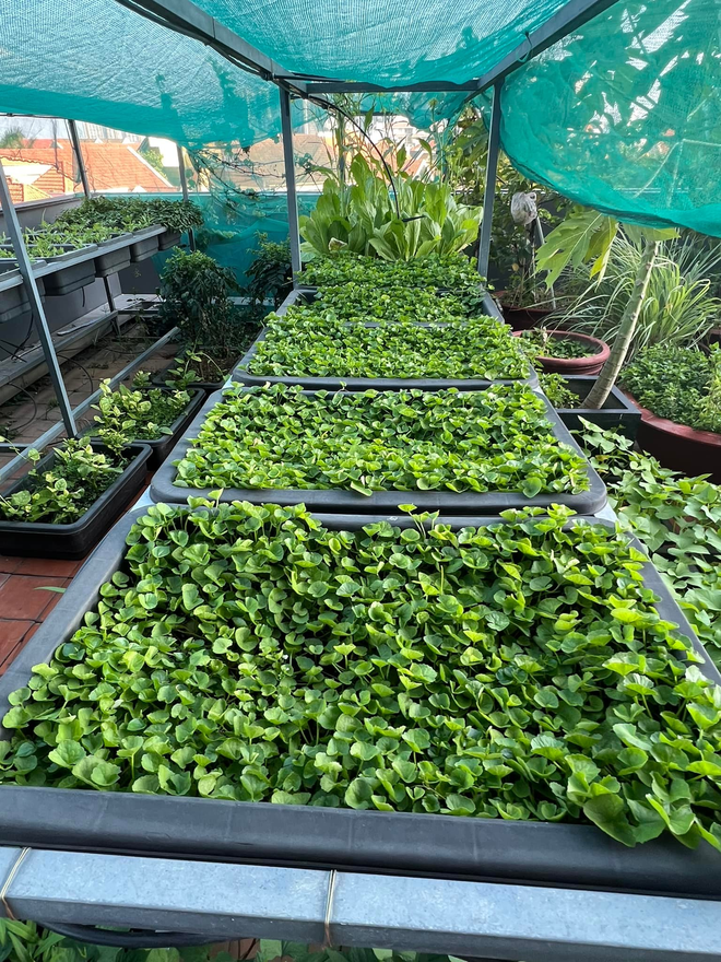 Khu vườn tr&aacute;i c&acirc;y trong căn nh&agrave; phố 100m2 của Diệp Bảo Ngọc - Ảnh 15.