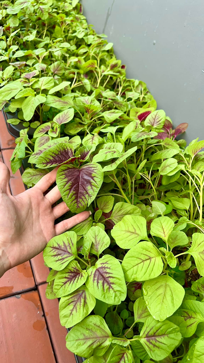 Khu vườn tr&aacute;i c&acirc;y trong căn nh&agrave; phố 100m2 của Diệp Bảo Ngọc - Ảnh 14.