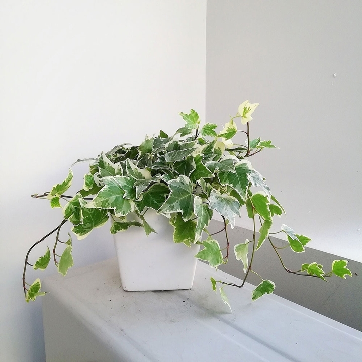 5 Lọai c&acirc;y trồng trong nh&agrave; gi&uacute;p lọc kh&ocirc;ng kh&iacute; hiệu quả cho kh&ocirc;ng gian sống trong l&agrave;nh - Ảnh 5.