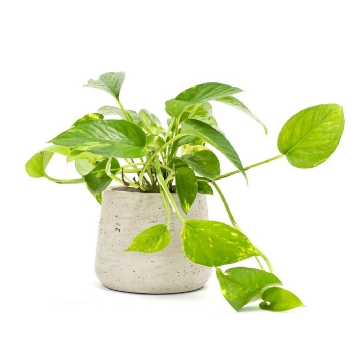 5 Lọai c&acirc;y trồng trong nh&agrave; gi&uacute;p lọc kh&ocirc;ng kh&iacute; hiệu quả cho kh&ocirc;ng gian sống trong l&agrave;nh - Ảnh 3.
