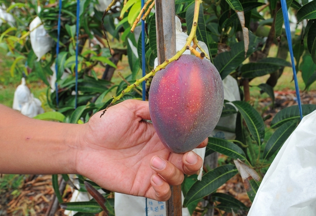 Bỏ việc văn ph&ograve;ng về qu&ecirc; b&aacute;n x&ograve;ai , thu nhập cao hơn v&agrave; th&agrave;nh c&ocirc;ng bất ngờ - Ảnh 2.
