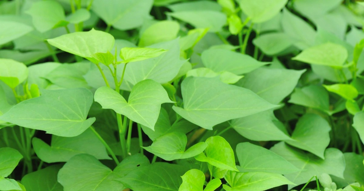 Từng bị coi là “thức ăn cho lợn”, rau khoai lang nay được săn lùng vì loạt giá trị dinh dưỡng bất ngờ - Ảnh 3.