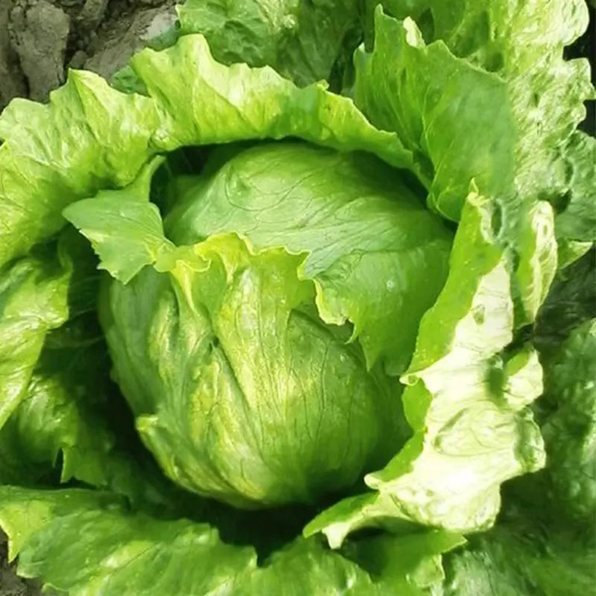 Mỹ đ&aacute;nh gi&aacute; rau 