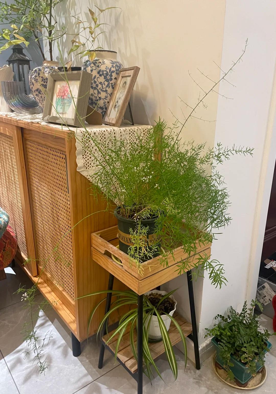 Người phụ nữ chỉ đặt một chậu c&acirc;y 4 năm tuổi trong ph&ograve;ng kh&aacute;ch, ai bước v&agrave;o đều khen: &ldquo;Nh&igrave;n th&ocirc;i đ&atilde; thấy thư th&aacute;i&rdquo; - Ảnh 5.